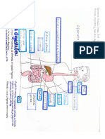 Dibujos Sistema Digestivo