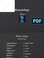 Kinesiology Wrist and Hand
