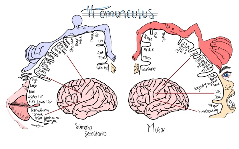 Homunculus | PDF