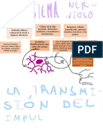 El Sistema Nervioso Resumen