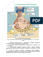 Розділ 3 6 Етапи Синаптичної Передачі