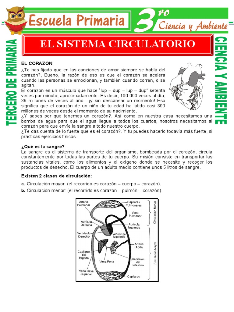 Sistema Circulatorio para Niños | PDF | Sistema circulatorio | Sangre