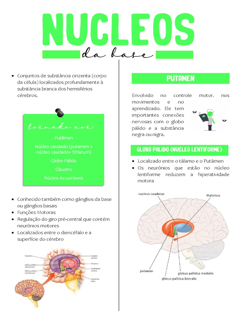 Resumo Nucleos Da Base | PDF | Gânglios basais | Órgão (anatomia)