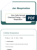 10 Cellular-Respiration