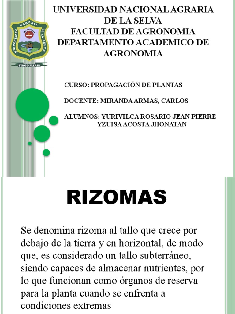 rizomas | PDF | Tallo de la planta | Plantas