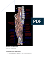 Anatomia 1