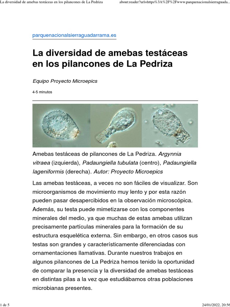 Diversidad de amebas testáceas en La Pedriza | PDF | Organismos