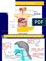 1 Er Cours Anatomie Du Tube Digestif 2022