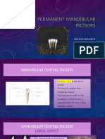 4) Mandibular Central and Lateral