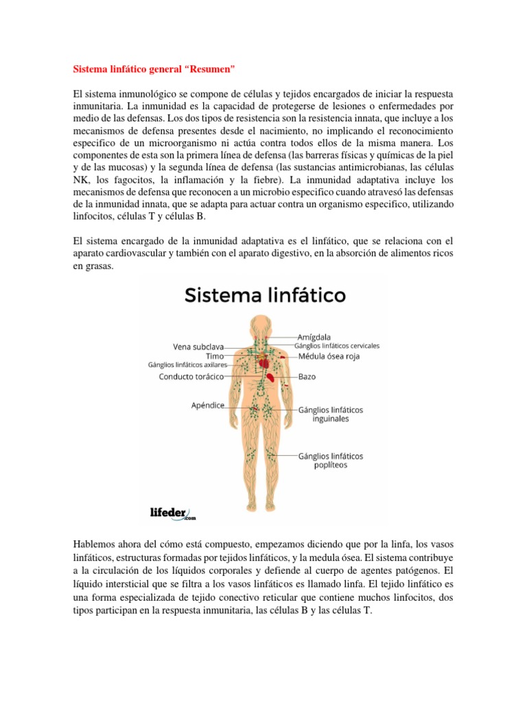 Sistema Linfático General Pdf Pdf Sistema Linfático Linfa