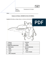 Morfologia externa de coleópteros