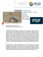 2016 Ficha Tortuga Lora PDF