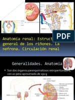 AnatomÃ A y Circulaciã N Renal