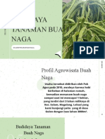 Budidaya Tanaman Buah Naga