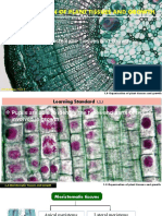 Biology Form 5 Chapter 1 Subtopic 1.2 Meristematic Tissues and Growth