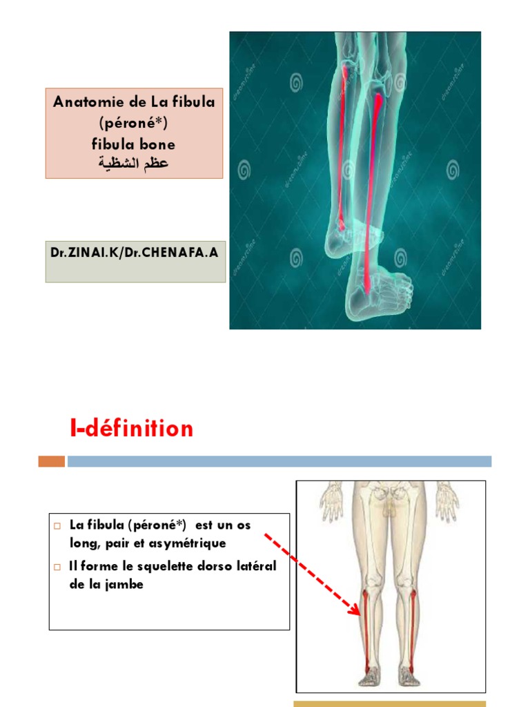 Anatomie de la fibula et ses caractéristiques | PDF | Membres (anatomie ...