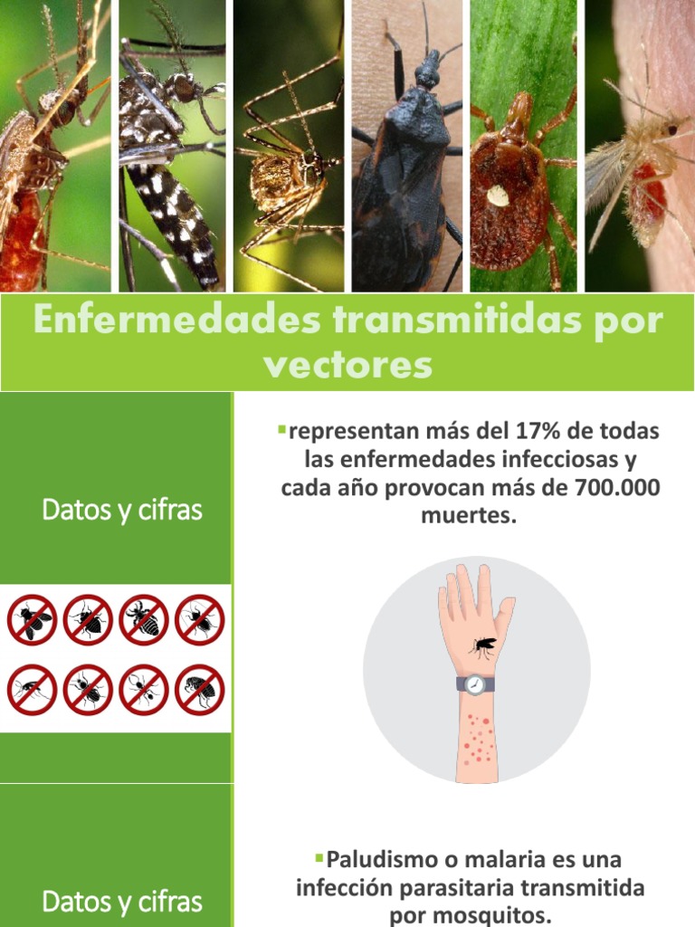 Enfermedades Transmitidas Por Vectores | PDF | Enfermedad de Lyme ...