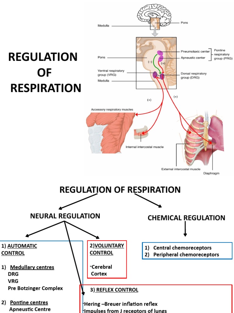 Neural Regulation of Respiration PDF Neuroscience Physiology