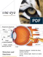 Lesson 2 The Structure and Functions of The Eye