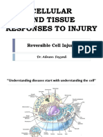 Lecture 1 - Cellular and Tissue Responses To Injury (Reversible Cell Injury) PDF