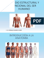 Anatomia Clase 1-2 PDF