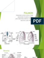 Pulmones: Estructura y Referencias