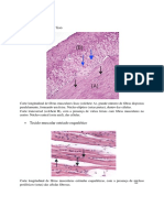 Tecido Muscular-Histologia