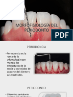 Morfofisiología Del Periodonto