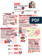 Sistema Muscular