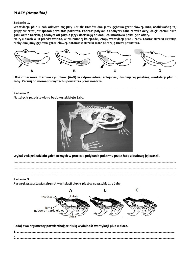 4 Płazy | PDF