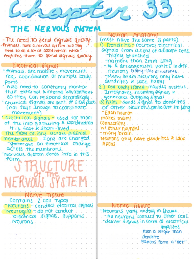 Chapter 33 - The Nervous System | PDF
