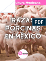 Raza porcina mexicana