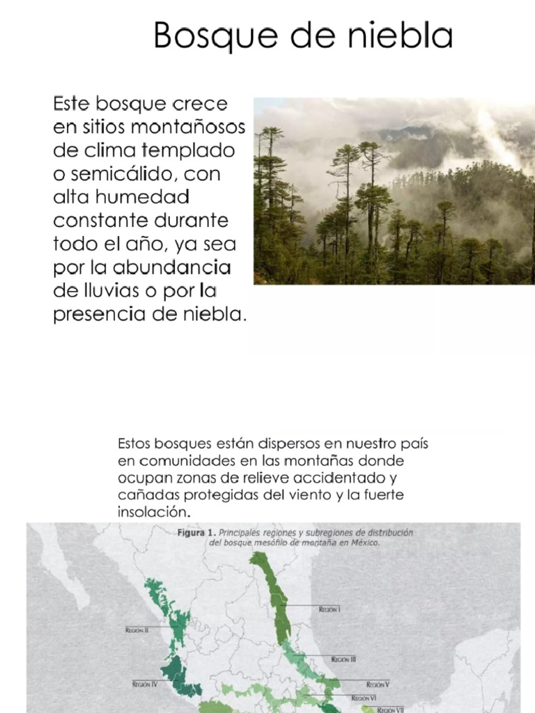 Bosques nublados PDF