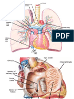 Anatomía de Aurícula Derecha