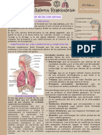 El sistema respiratorio: clasificación de las vías aéreas y características de la porción respiratoria