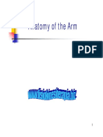 Anatomy of The Arm