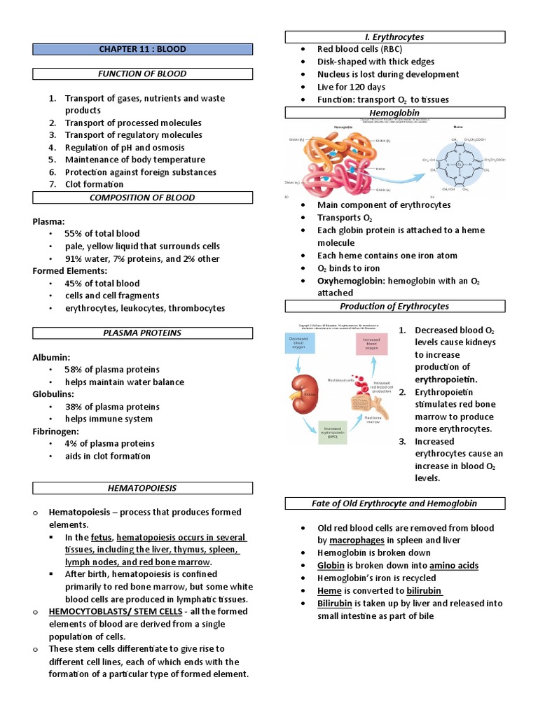 Functions and Composition of Blood | PDF | Platelet | White Blood Cell