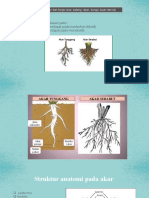 Struktur Dan Fungsi Tumbuhan