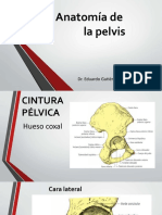 Anatomia de Pelvis