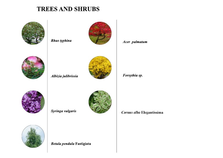 Trees and Shrubs PDF
