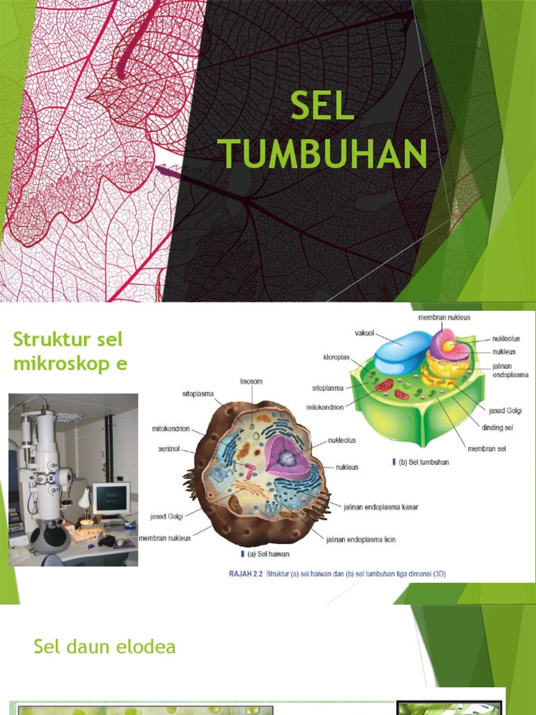 1.1 Sel Tumbuhan | PDF
