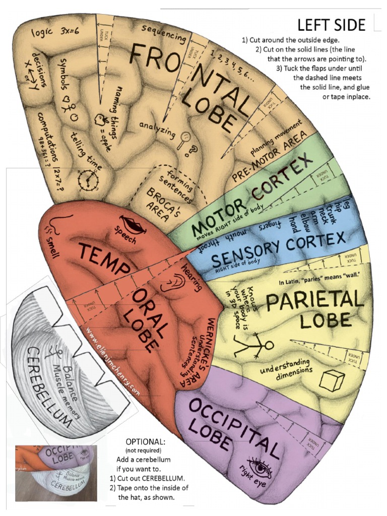 Brain Cap Activity PDF PDF
