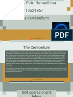 FAAL Cerebellum