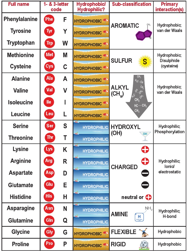 Amino Acid R Group Classification Summary PDF