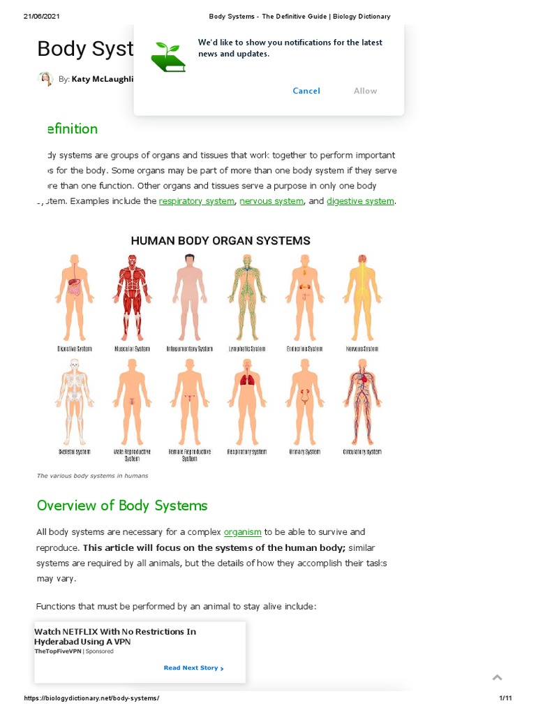 Human Body Systems Overview | PDF | Human Body | Artery
