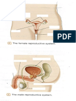 male female reproductive system