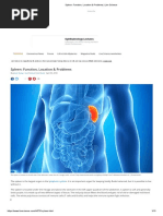 Spleen_ Function, Location & Problems _ Live Sciencebjk