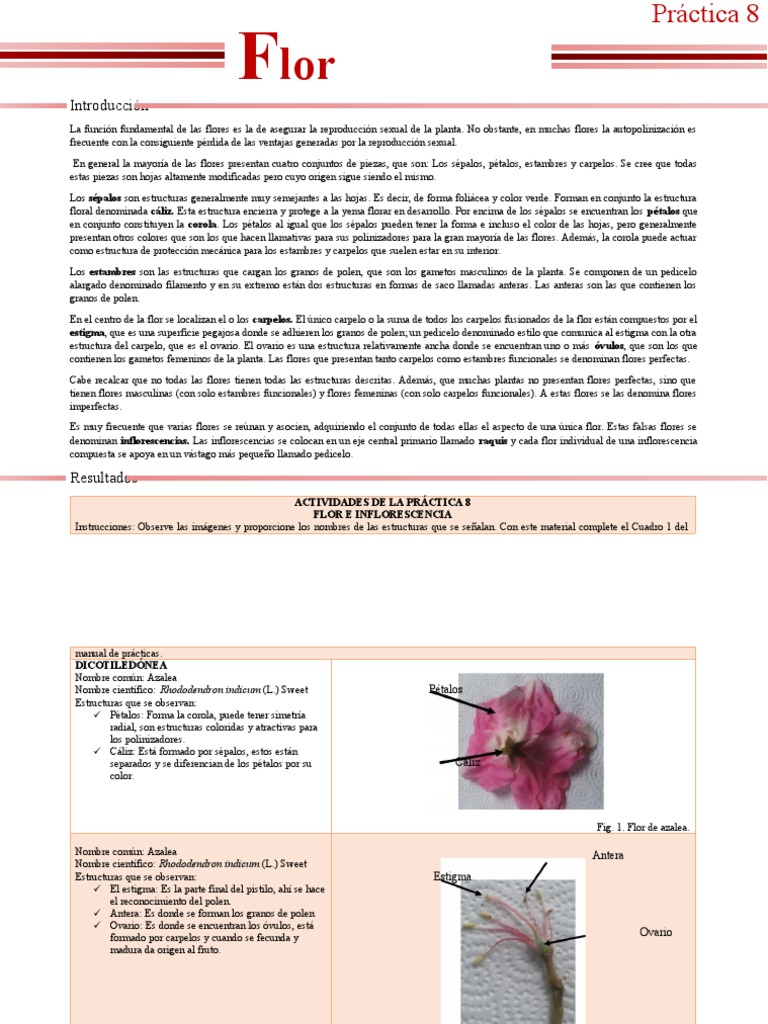 Estructura y función de las flores | PDF | Flores | Polinización
