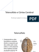 Telencéfalo e Córtex Cerebral: Estruturas e Funções