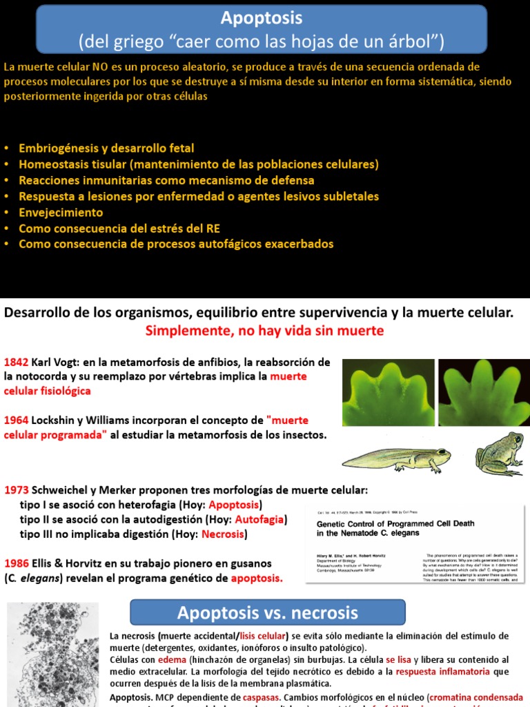 Apoptosis y Necrosis: Muerte Celular Controlada | PDF | Apoptosis | Bcl 2